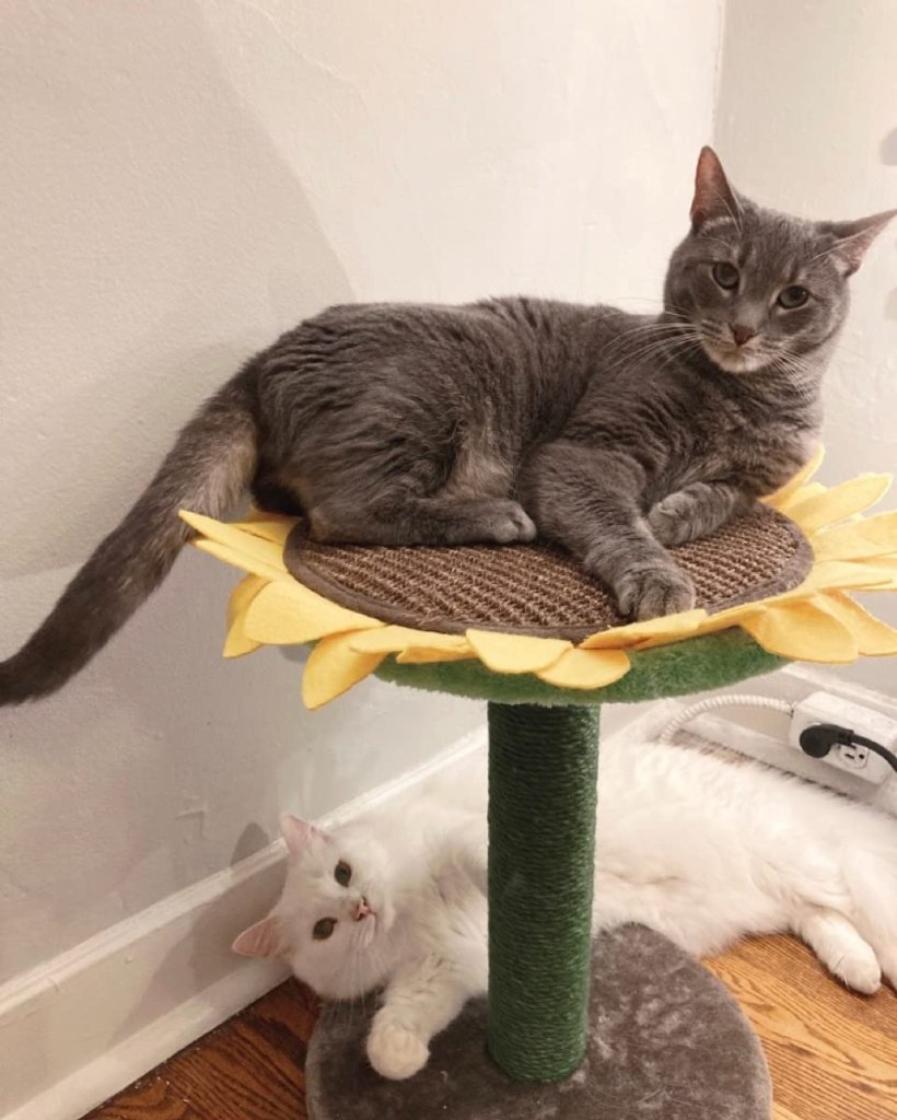 floral-cat-scratcher