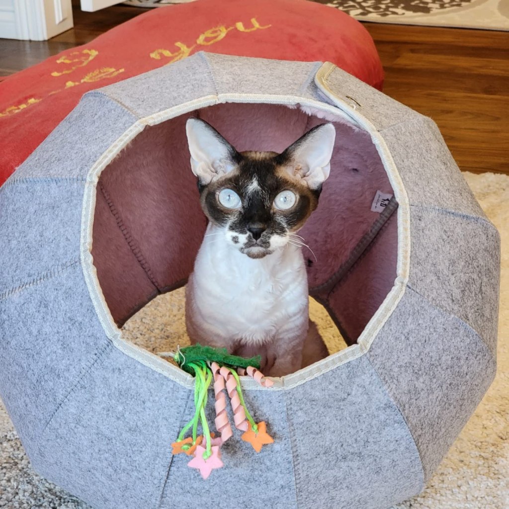 playful-cat-cave