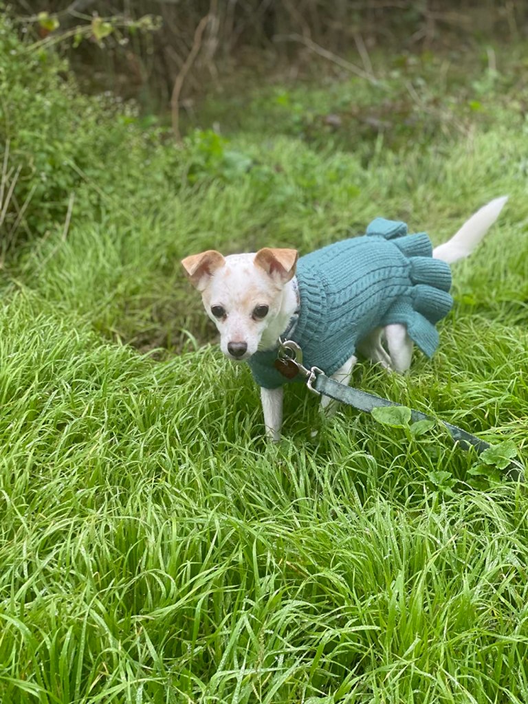 pet-sweater-with-ruffles