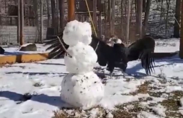 Image shows an Andean condor warily approaching a snowman placed in its enclosure by caretakers.