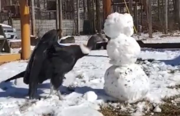 The bird eats bits of the snowman intruder, getting necessary hydration from the snowfall.