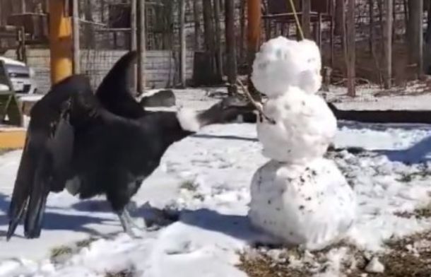 Dis-arming the snowman, the bird takes charge of the Battle Royale, gaining the upper hand.