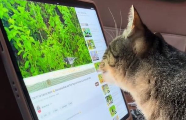 Cat watching bird videos on an iPad.