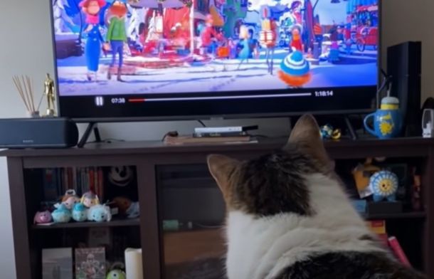 Image shows Ella the cat watching her favorite movie, The Grinch Who Stole Christmas.