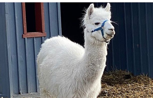 Image shows a white alpaca with a small blue harness.