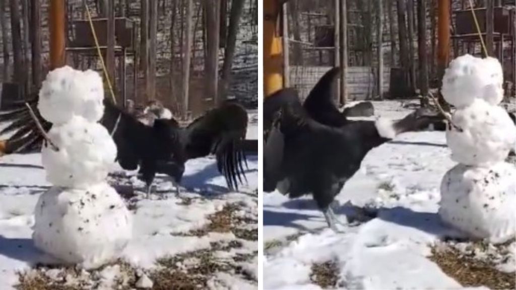 After a snowfall, caretakers made a snowman for the Andean condor and several other birds at the World Bird Sanctuary.