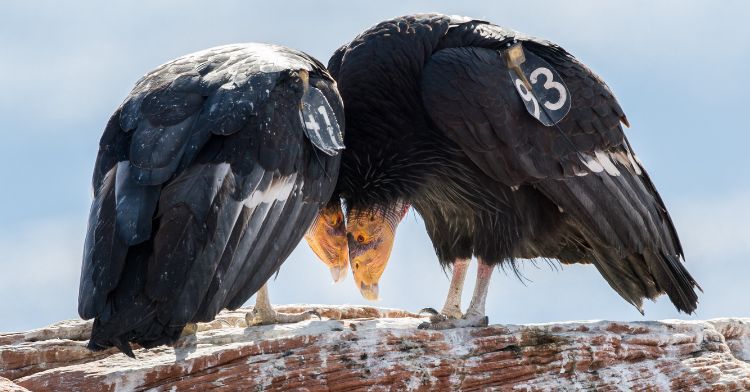California condors in a blossoming relationship.
