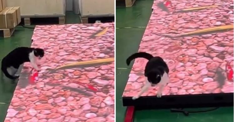 A cat chases realistic-looking koi on an LED touch screen pond.
