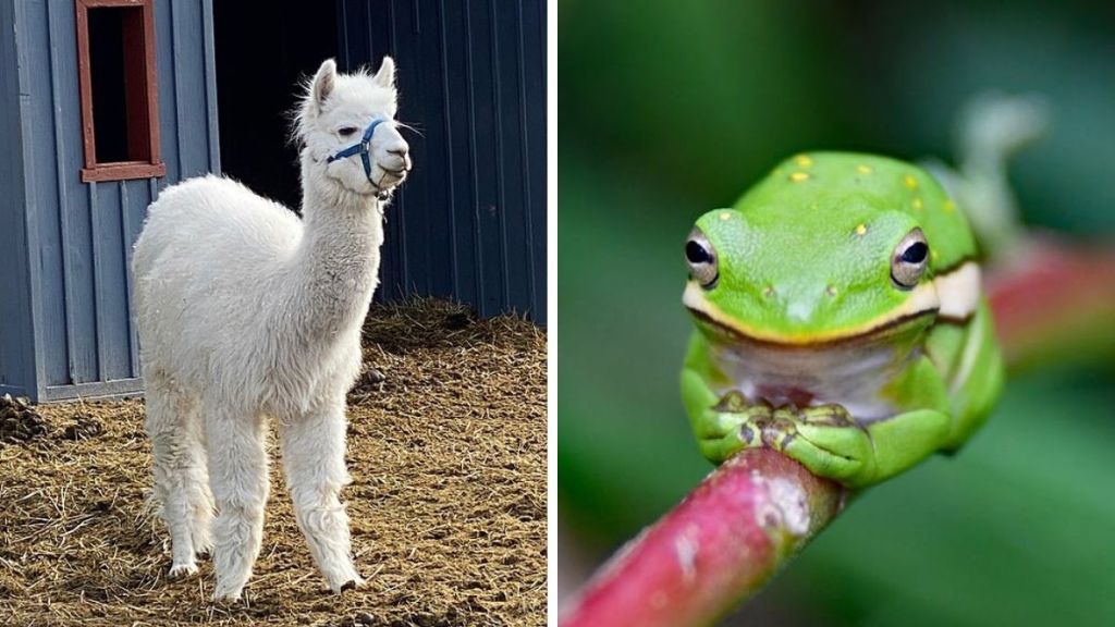 Image shows an alpaca in the left frame and a tree frog in the right frame.