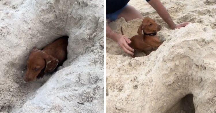 Devising a clever way to occupy his mini dachshund, this dog dad built a dachshund tunnel at the beach.