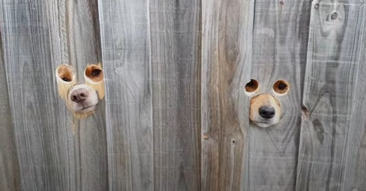 Two dogs greet their mom every day through these custom dog fence peepholes.