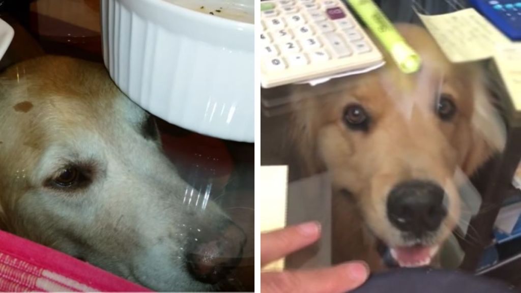 If you have a golden retriever and a glass table, your dog will sit under the table begging.