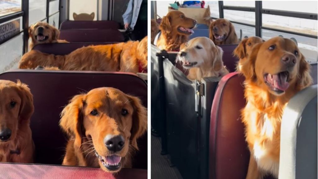 Images show 16 golden retrievers on the doggy day camp bus.