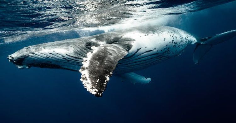 Humpback Whale swimming underwater.