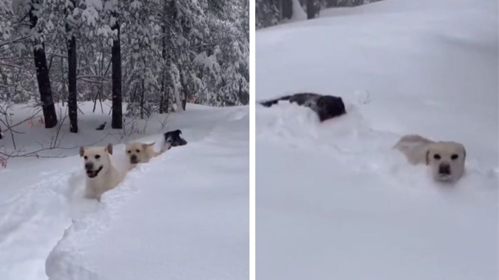 Image shows Labradors on a hike in deep snow.