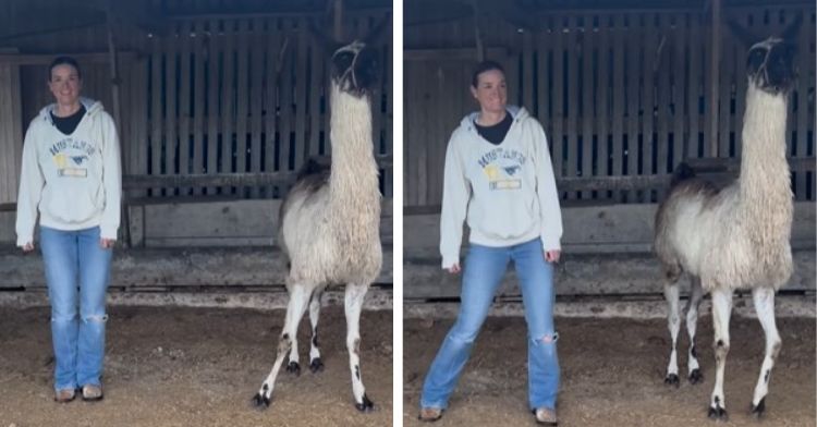 Llama line dances with a ranch hand.