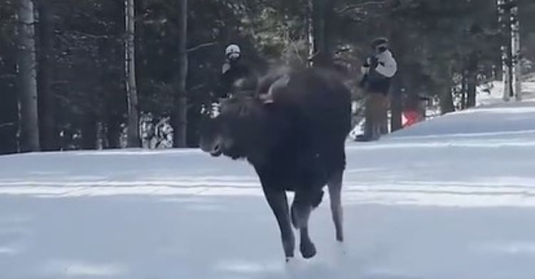 Moose nearing the finish line of an impromptu race down the slopes at Jackson Hole.