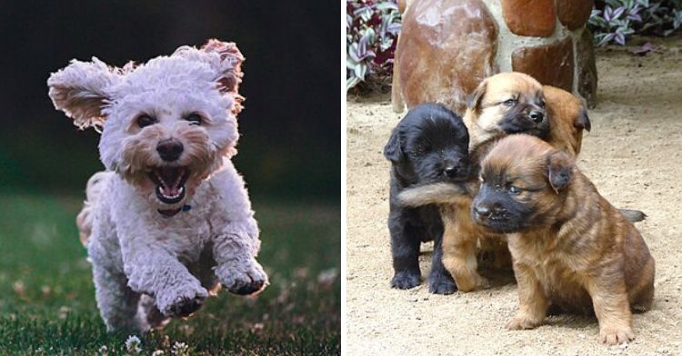 Pet laws in California could change forcing landlords to allow common household pets in rentals.