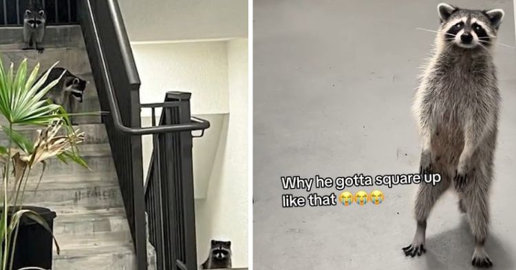 Raccoons were caught stealing food at the door of a 2nd-floor apartment.