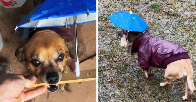 Because his pup doesn't like the rain, this dog dad crafted a unique umbrella for his dog, Minion.