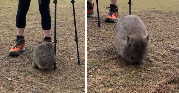 Wombat approaches hikers to get a little scratch.