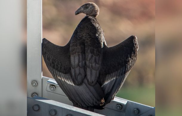 Fledging #1150 sitting on the Navaho Bridge.