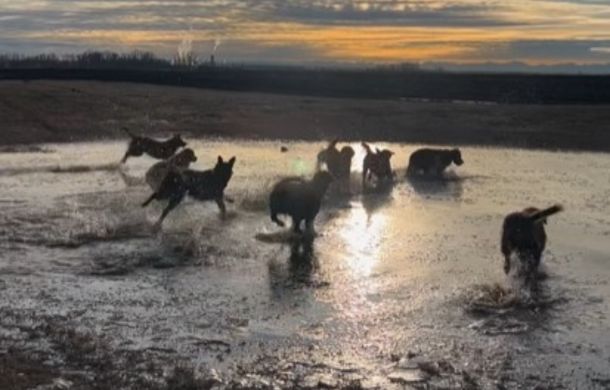 Images shows several dogs romping in a large puddle chasing a ball.