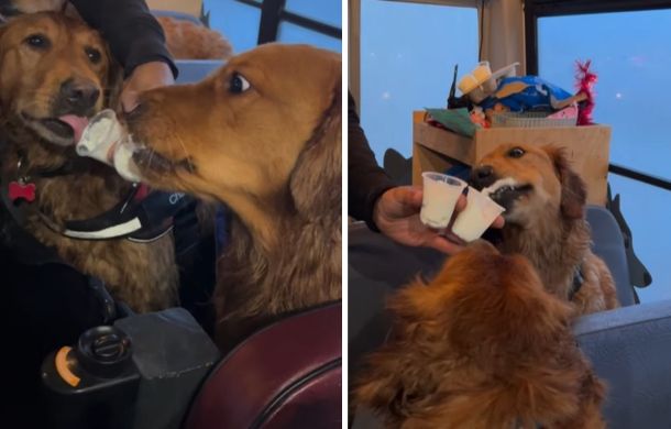 Pup cups were earned with good behavior.