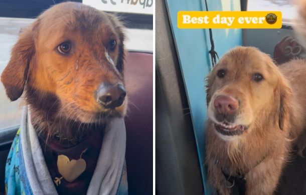 After a day at the dog park, 16 tired and wet golden retrievers were loaded onto the bus to go home.