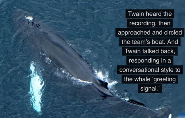 Twain answered recorded calls, matching intervals and responding in a conversational manner.