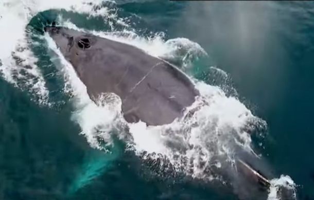 Humpback Whale Engulfs Kayaker in Unprecedented Encounter Off Chilean Coast