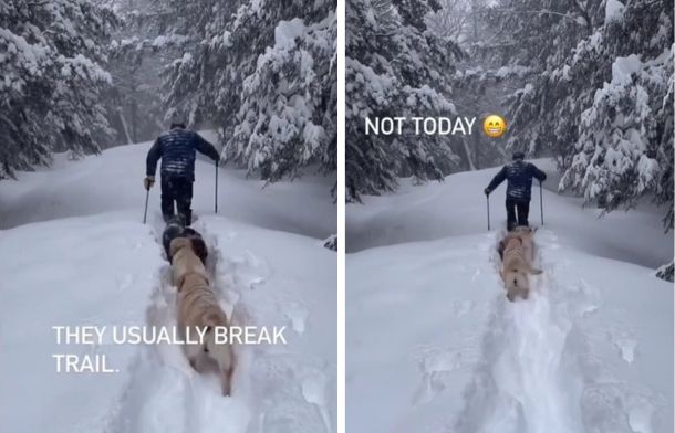 A family of Labrador retrievers going on a snowy hike.