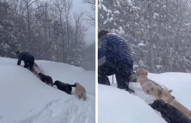 The dogs almost knocked down their dog dad when he was too slow going up a hill.
