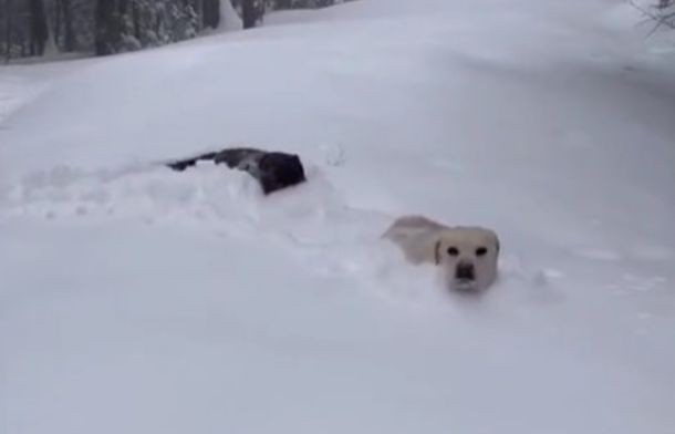 Wandering through the deep snow, you almost can't see these dogs as they veered off the trail for a romp.