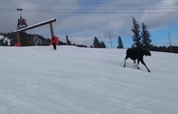 Slowing to a canter under the chair lift, this unlikely competitor in the downhill contest is outpacing skiers and snowboarders.