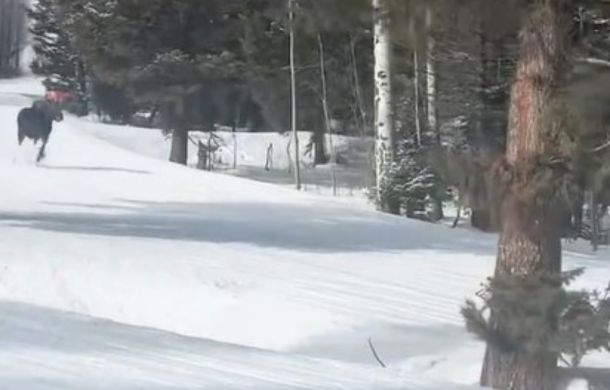 Moose running down the slope with skiers at Jackson Hole, Wyoming.