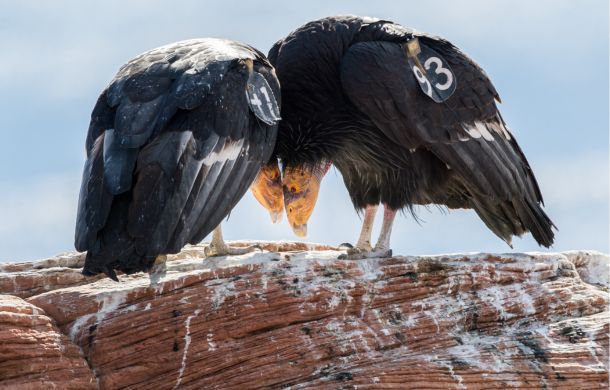 Mating ritual behaviors on display between two adult birds.