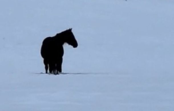 A dark horse against a bright white snowy field makes it almost impossible to tell which direction the horse is walking.