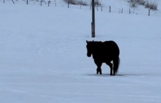 A horse traveling across a snowy field. It is difficult to tell if he is moving toward the camera of away from it.