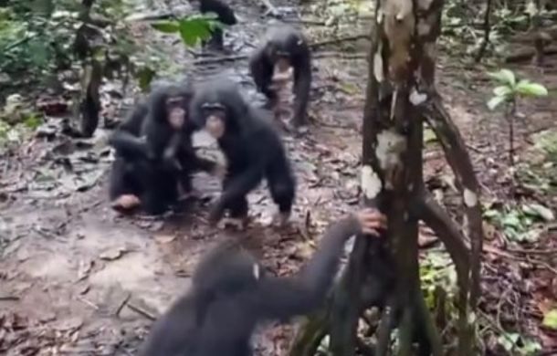 Orphan chimpanzee Beckley being welcomed by his new brothers and sisters.