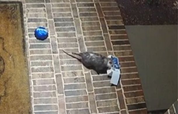Determining that the package is worthy, the porch pirate opossum cookie thief absconds with the package.