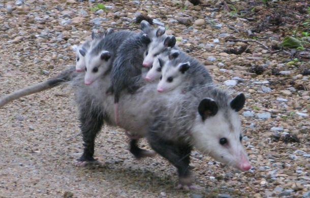 A momma opossum carrying her young.