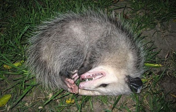 An opossum playing dead.