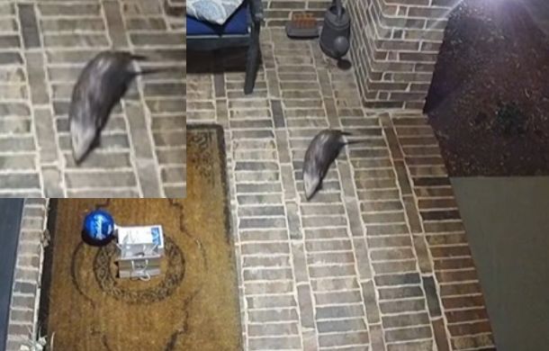 Porch pirate opossum cookie thief scoping out a heist.
