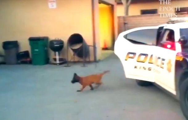 A puppy K9 in training jumps out of a vehicle to catch the assailant.