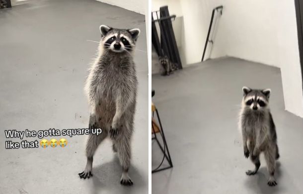 Leader of the raccoon gang standing his ground.