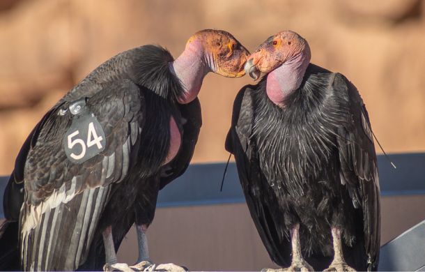 Two California Condors engaging in mating ritual behaviors.