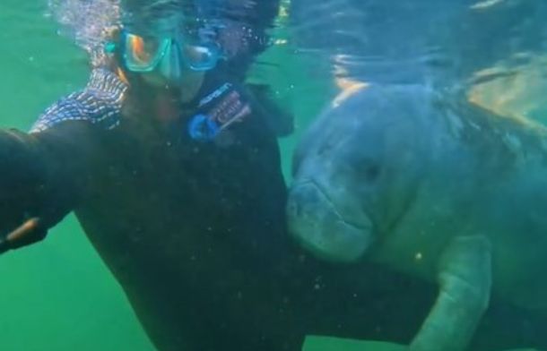 When You Swim With Manatees, You Can't Touch Them… But That Doesn't