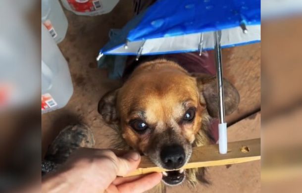 Minion with his custom dog umbrella.