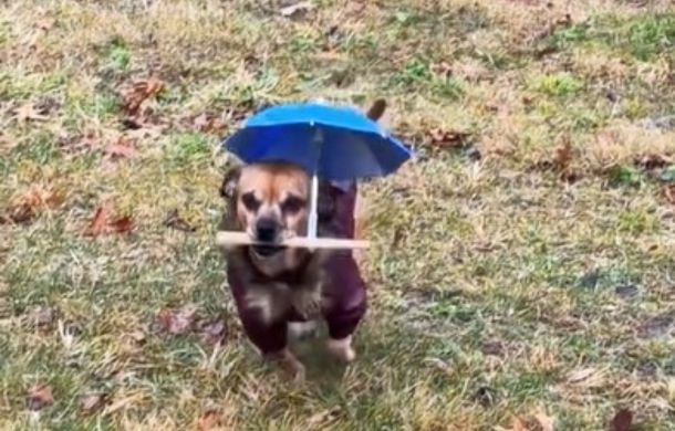 Running back to the house with his dog umbrella, Minion is happy and dry.